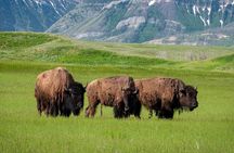 Waterton National Park and Bison Safari Tour