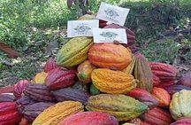 Cacao Essence Cultural Experience and Flavors