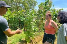 Cacao Essence Cultural Experience and Flavors