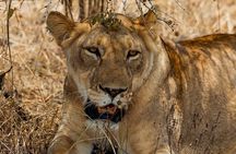 2 Days Akagera National Park Safari Retreat