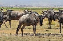 6 Days Kenya Budget Safari Masai Mara Lake Nakuru and Amboseli