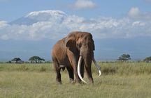 6 Days Kenya Budget Safari Masai Mara Lake Nakuru and Amboseli