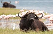 6 Days Kenya Budget Safari Masai Mara Lake Nakuru and Amboseli