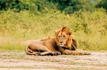 3 Days Akagera National Park Safari Experience Home of Big Five