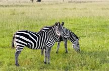 3 Days Akagera National Park Safari Experience Home of Big Five