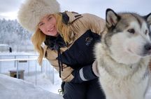 Rovaniemi Lapland Husky Experience 5km