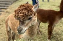 Smooth Alpaca Palooza in Colorado