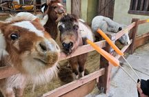 [Private] Anseong Farmland Flower Festival & Golden Buddha Temple