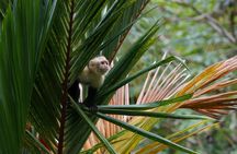 Sloth and Monkey Sanctuary and Beach Break