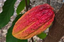 Hawaiian Farms and Island Tastings