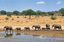 Tarangire National Park Joining Group Day Safari