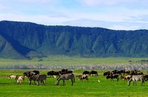 Tarangire National Park Joining Group Day Safari