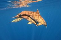 Swimming with dolphin including snorkeling activity