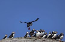 From Nyksund: RIB Boat Seal and Bird Safari