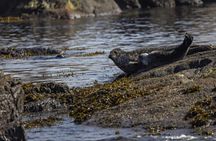 From Nyksund: RIB Boat Seal and Bird Safari
