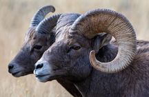 Full Day Guided Photo Tour in Yellowstone