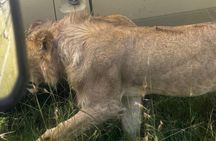 3 Days Maasai Mara Shared Tour with Private Accommodation