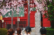 Mount Fuji & Cherry Blossoms: Kamakura, Big Buddha and Lake Ashi