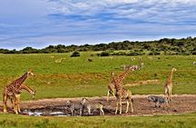 2 Days 1 Night Saltlick Lodge Private Safari from Diani Beach