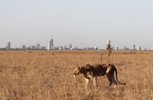Nairobi National Park Half Day Guided Tour Tour with Free WiFi