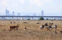 Nairobi National Park Half Day Guided Tour Tour with Free WiFi