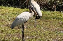 Everglades VIP Tour with 1 hour Private Airboat Total 4 hour tour