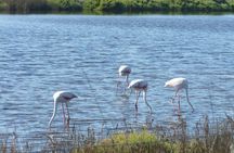 Camargue Full Day Tour from Avignon