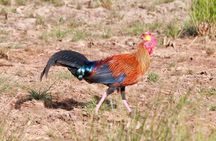 Minneriya Half Day Safari from habarana