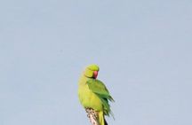 Minneriya Half Day Safari from habarana