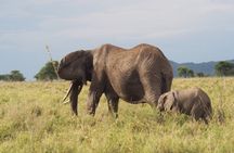 3 Day Private Safari to Serengeti and Ngorongoro Crater