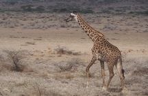3 Day Private Safari to Serengeti and Ngorongoro Crater
