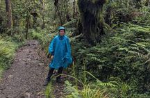 Scenic Hike on Kilimanjaro Machame Route Day Trip