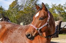90 Minutes Trail Ride Near Nashville