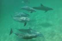 Daytime Dolphin Cruise in Destin