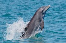 Dolphin Watch Cruise St. Pete Beach