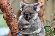 Blue Mountains Small Group Luxury Tour with Scenic World 