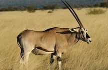 2 Days Awash National Park 