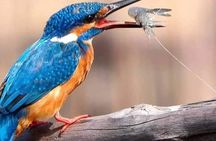 From Bentota/ Kalutara: Madu River Safari and Turtle Hatchery 