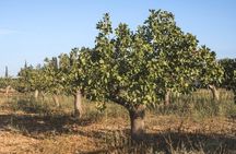 Aegina Island Day Small Group Tour with Ferry Tickets Included