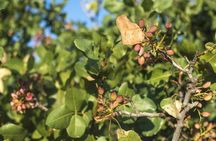 Aegina Island Day Small Group Tour with Ferry Tickets Included