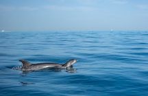 Private Speedboat Dolphins ,Orange, Hula Hula & Snacks – Hurghada