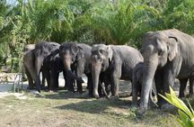 Phuket Ethical Elephant Care Sanctuary Nai Dee Half-Day or 2-Hour