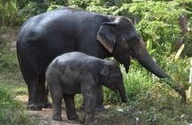 Phuket Ethical Elephant Care Sanctuary Nai Dee Half-Day or 2-Hour