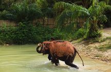 Phuket Ethical Elephant Care Sanctuary Nai Dee Half-Day or 2-Hour