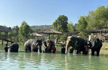 Phuket Ethical Elephant Care Sanctuary Nai Dee Half-Day or 2-Hour
