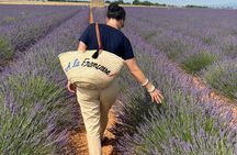 Provence Lavender Full Day Tour from Avignon