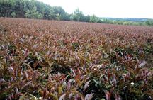 Day tour to Gatura Greens Purple Tea Farm