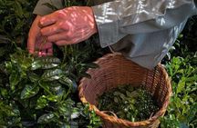 Day tour to Gatura Greens Purple Tea Farm