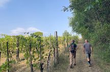 Hiking, picnic and foraging on the way + lunch at farm in chianti