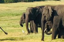 Private Habarana Safari – Minneriya / Kaudulla / Hurulu Eco Park 